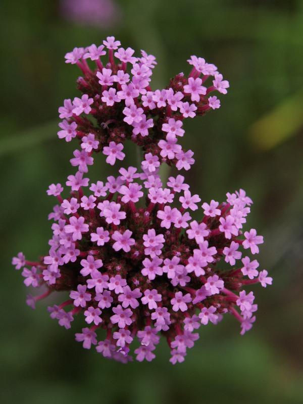 Cambridge, England: Botanic Garden: Purple Top (Argentinian Vervain) (Verbena bonariensis)