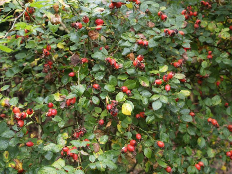 Cambridge, England: Roseford Road: rose hips