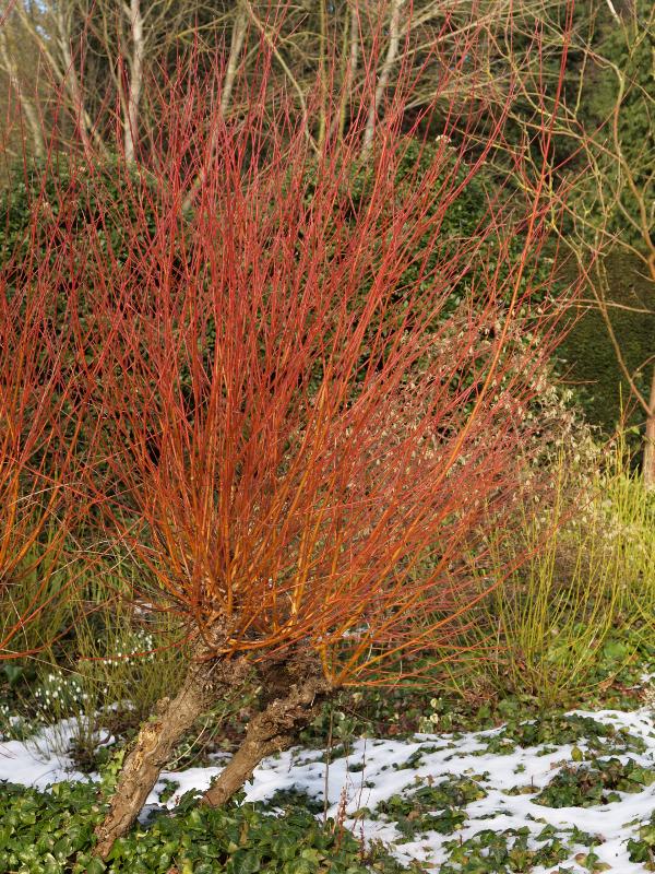 Cambridge, England: Botanic Garden: White Willow (Salix alba 'Chermesina')