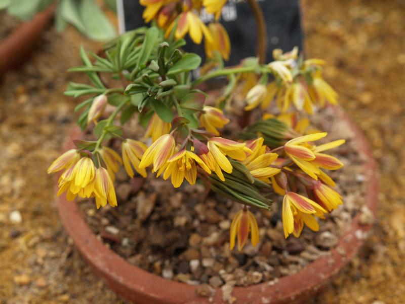 Cambridge, England: Botanic Garden: Gymnospermium albertii