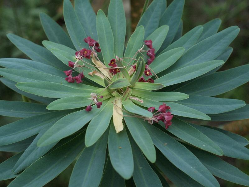 Cambridge, England: Botanic Garden: Euphorbia atropurpurea (Tabaiba mejorera)