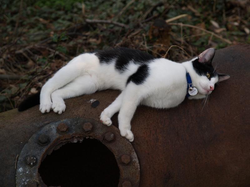 Cambridge, England: Roseford Road: Angus (the cat) playing on rusty barrel