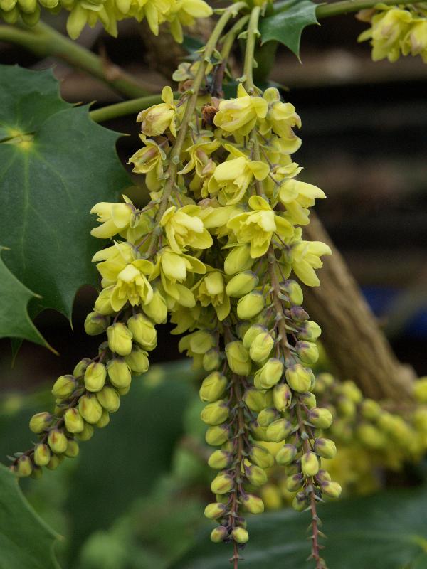 Cambridge, England: Roseford Road: Mahonia japonica