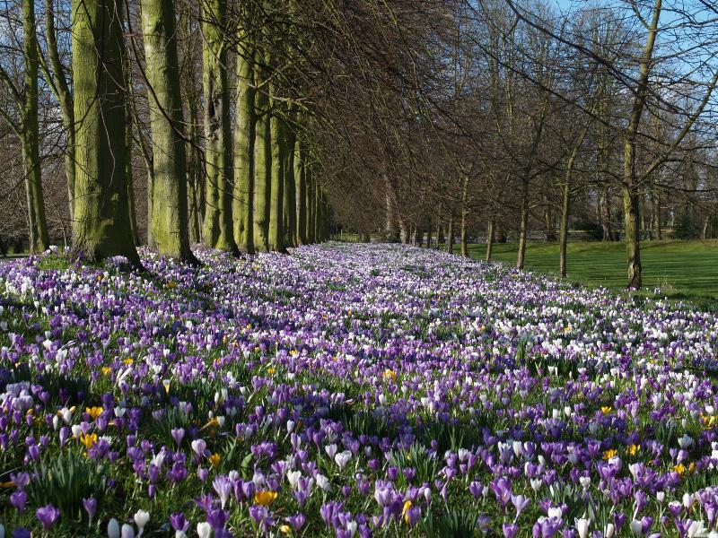 Cambridge, England: Trinity College: crocuses along The Avenue