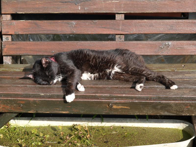 Cambridge, England: Roseford Road: Ricky (the old cat) asleep on the bench in the early Spring sun