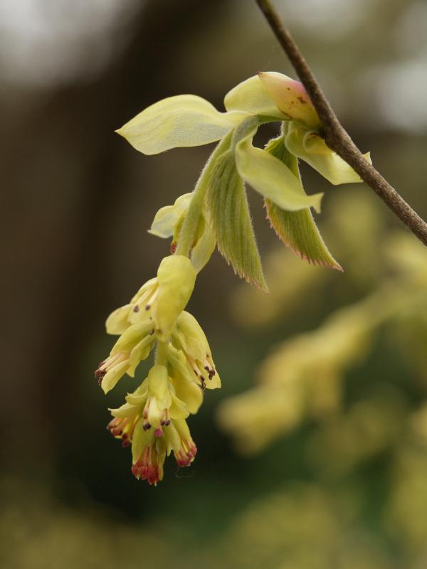 Cambridge, England: Botanic Garden: Corylopsis spicata