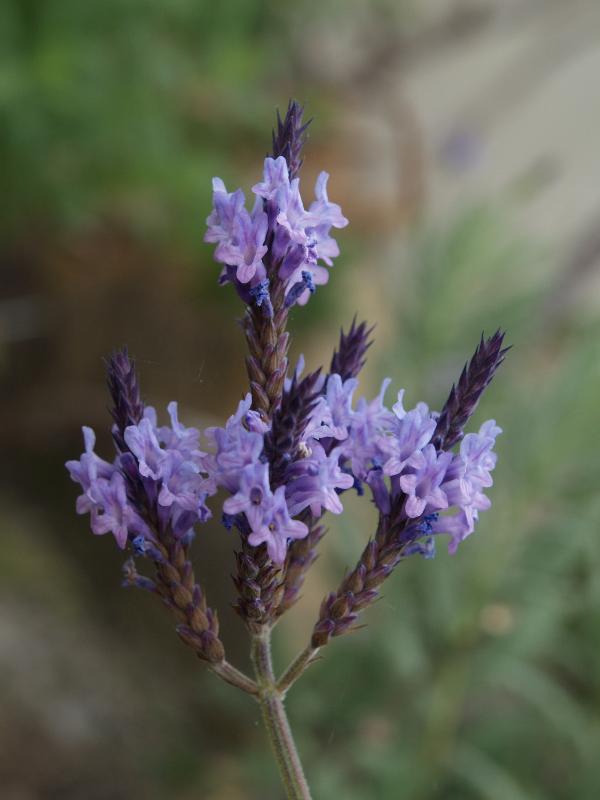 Cambridge, England: Botanic Garden: Lavandula minutolii var. minutolii