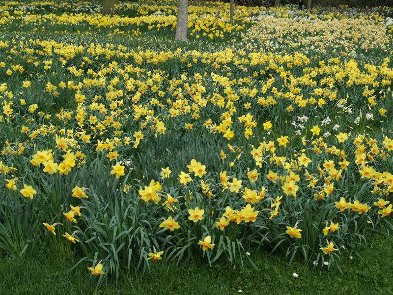 Cambridge, England: Peterhouse: Deer Park daffodils