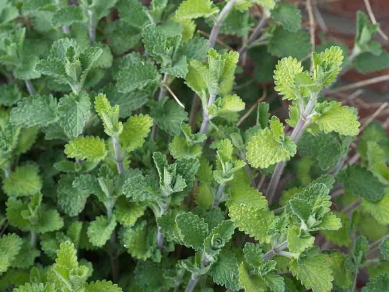 Cambridge, England: Roseford Road: catnip (catnep, catmint) (Nepeta cataria)