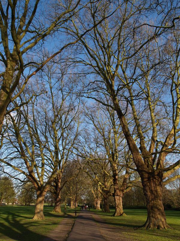 Cambridge, England: Jesus Green: Plane trees (Platanus) in late afternoon sun