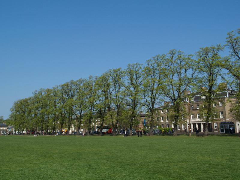 Cambridge, England: Parker's Piece (Parkside): Common Lime Trees (Tilia x europaea), spring (planted 1868)