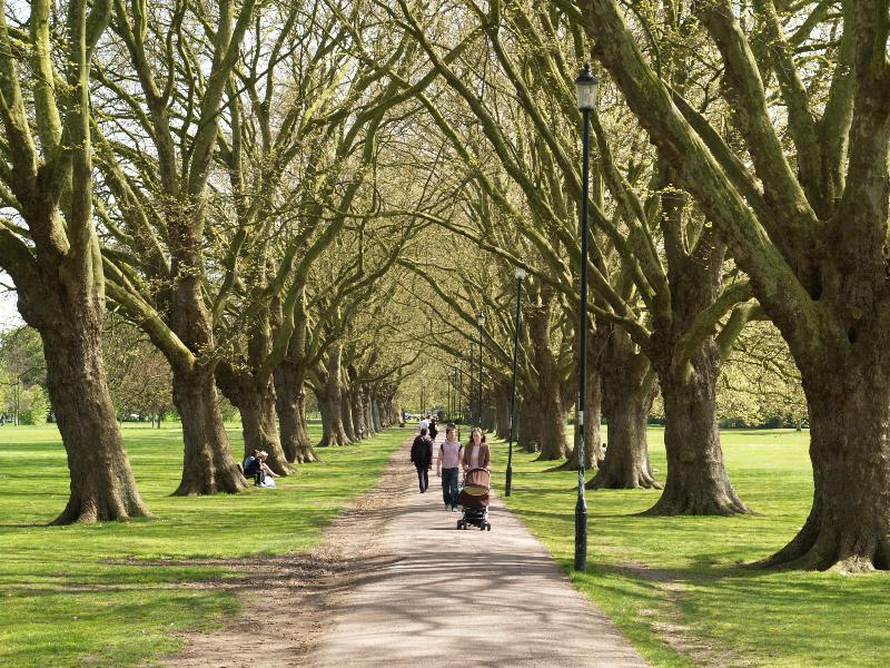 Cambridge, England: Jesus Green: Plane trees (Platanus) in spring