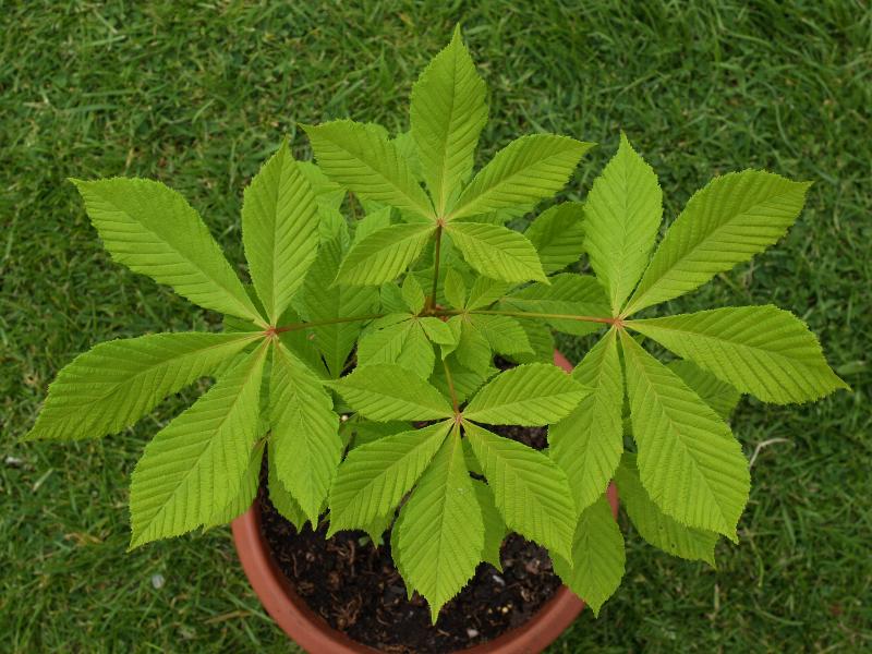 Cambridge, England: Roseford Road: Horse Chestnut (Aesculus), young leaves