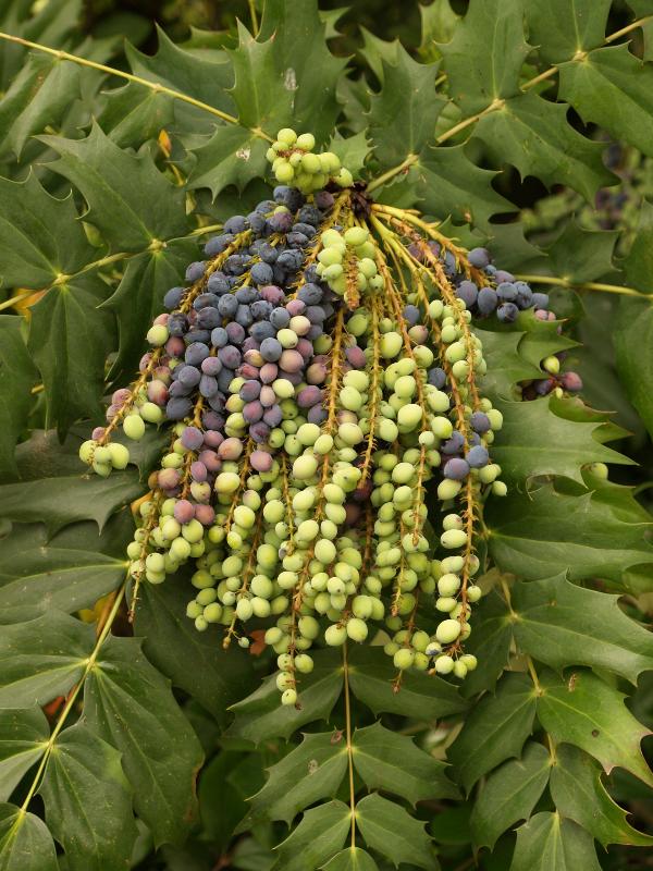 Cambridge, England: Roseford Road: Mahonia, berries