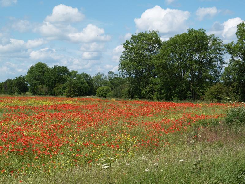 Landbeach, England: A10: poppy field