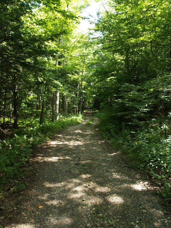 Plainfield, Massachusetts (MA): River Road: dirt road through forest