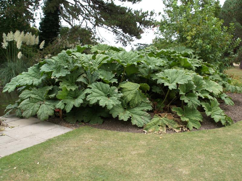 Cambridge, England: Botanic Garden: Giant Rhubarb (Gunnera manicata)