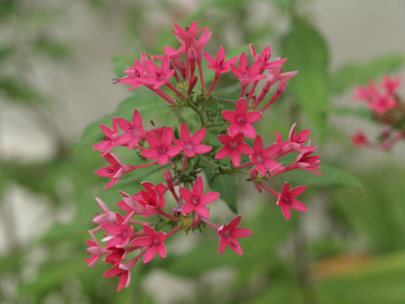 Cambridge, England: Botanic Garden: Egyptian Star Cluster (Pentas lanceolata 'Kermesina')