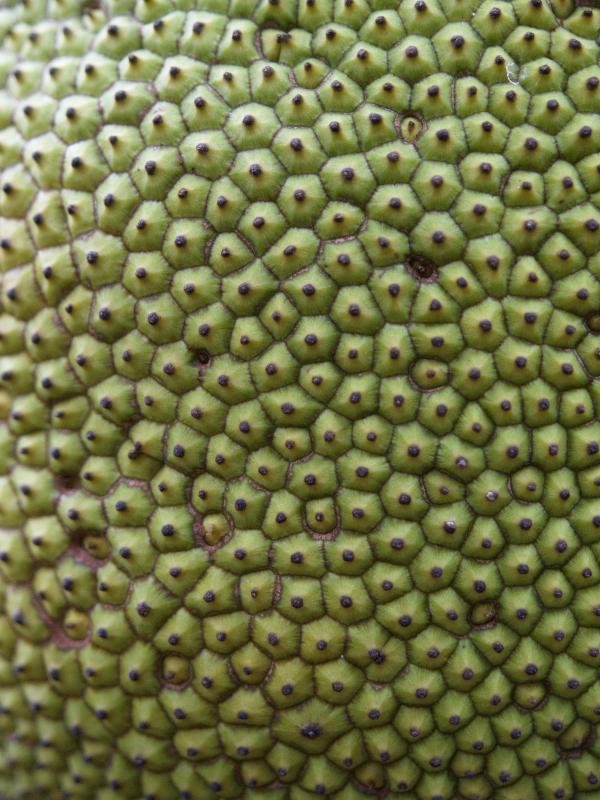 Cambridge, England: Botanic Garden: Jackfruit, detail (Voronoi tessellation) (Artocarpus heterophyllus)