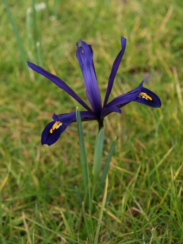 Cambridge, England: Roseford Road: Iris reticulata