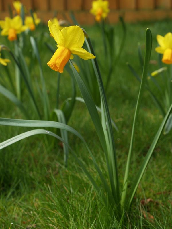 Cambridge, England: Roseford Road: daffodil
