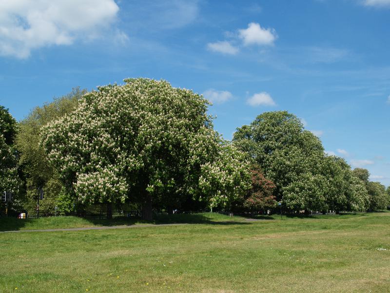 Cambridge, England: Midsummer Common: Horse Chestnut (Aesculus hippocastaneum)