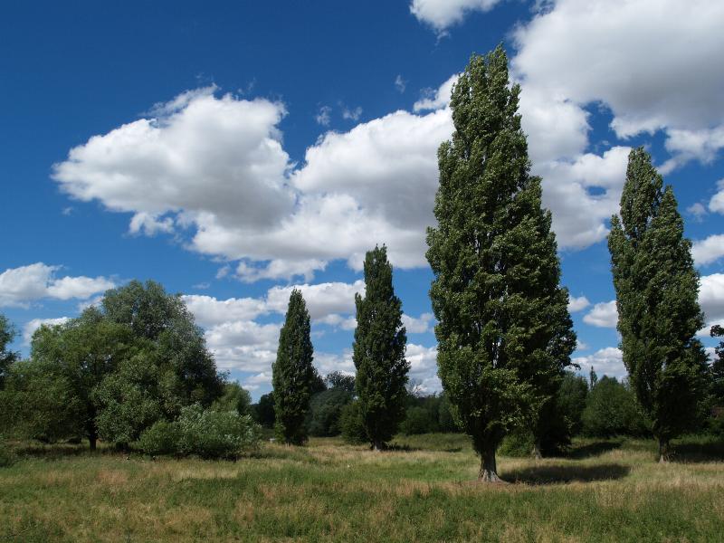 Cambridge, England: Sheep's Green (Coe Fen): view, summer