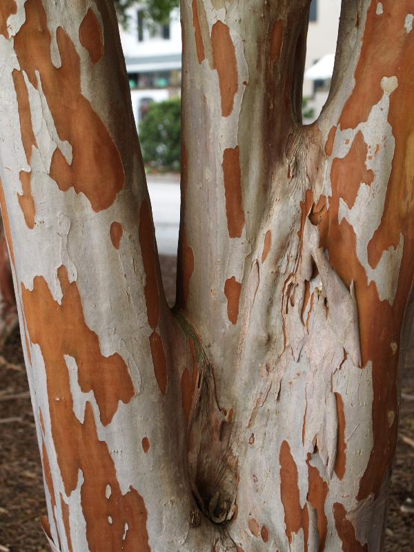 Charleston, South Carolina (SC): Concord Street: Crape Myrtle bark