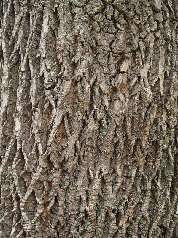 Charlottesville, Virginia (VA): Monticello: White Ash (Fraxinus americana) bark