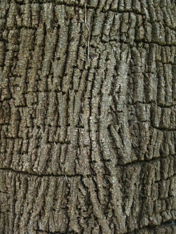 Charlottesville, Virginia (VA): Monticello: Little-Leaf Linden (Tilia cordata) bark