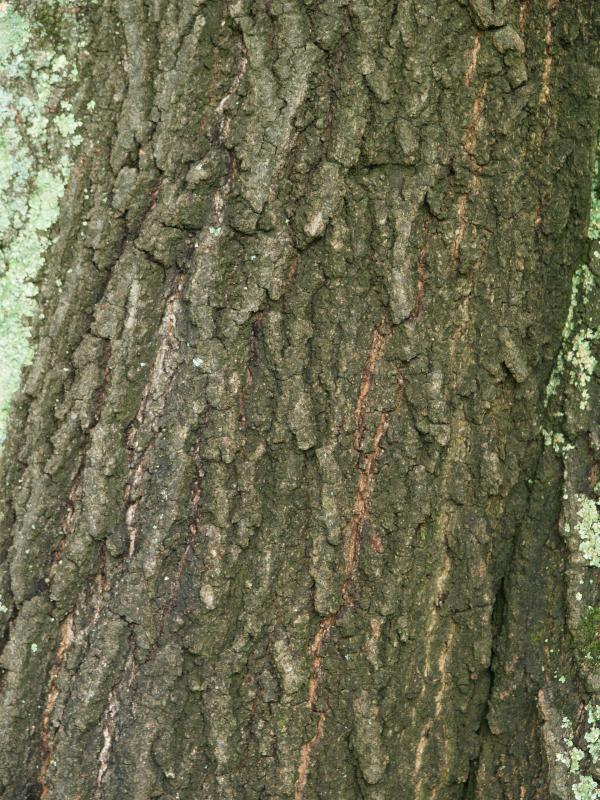 Charlottesville, Virginia (VA): Monticello: Willow Oak (Quercus phellos) bark