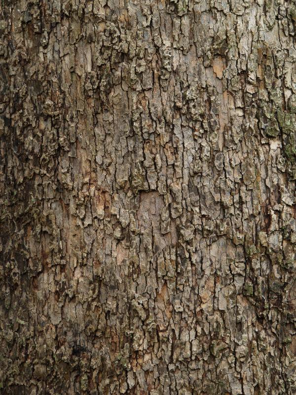 Charlottesville, Virginia (VA): Monticello: Sycamore (Platanus occidentalis) bark