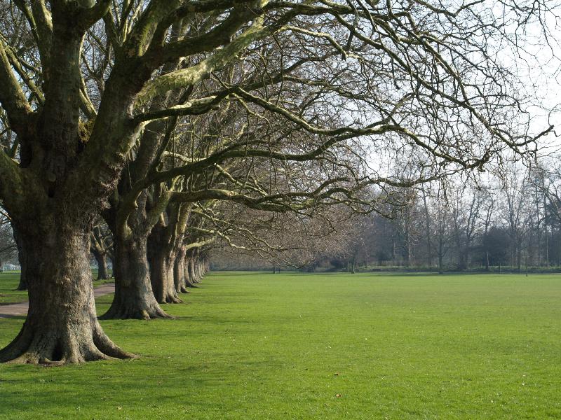 Cambridge, England: Jesus Green: Plane trees (Platanus), outside path