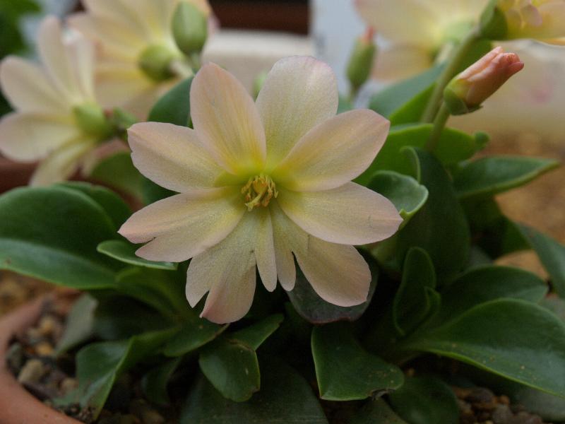 Cambridge, England: Botanic Garden: Lewisia tweedyi