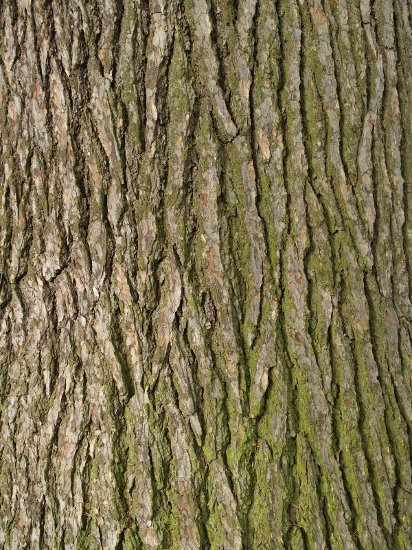 Madingley, England: Madingley Hall: Cedar of Lebanoni (Cedrus liban) bark