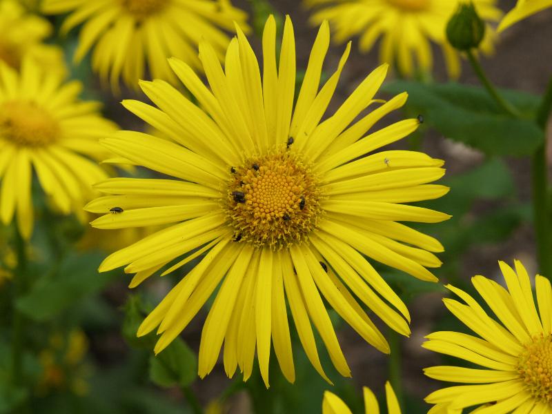 Cambridge, England: Botanic Garden: Doronicum willdenowii