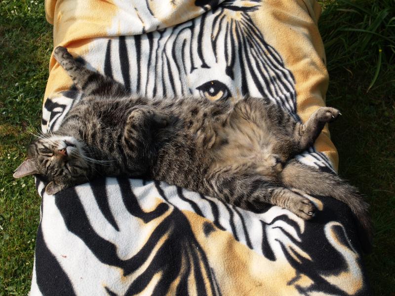 Cambridge, England: Roseford Road: Faris relaxing on his zebra blanket