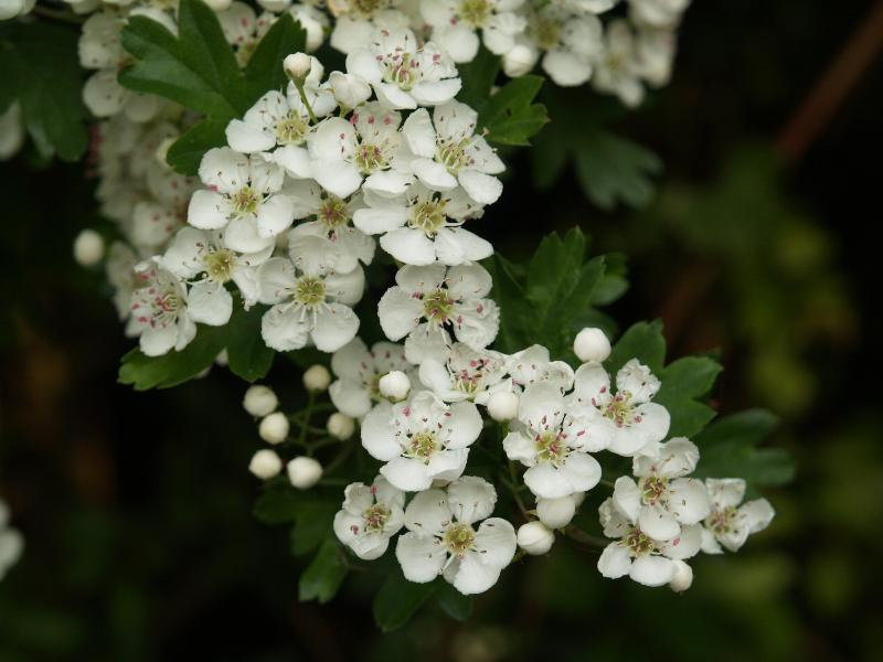 Cambridge, England: Roseford Road: hawthorn flowers