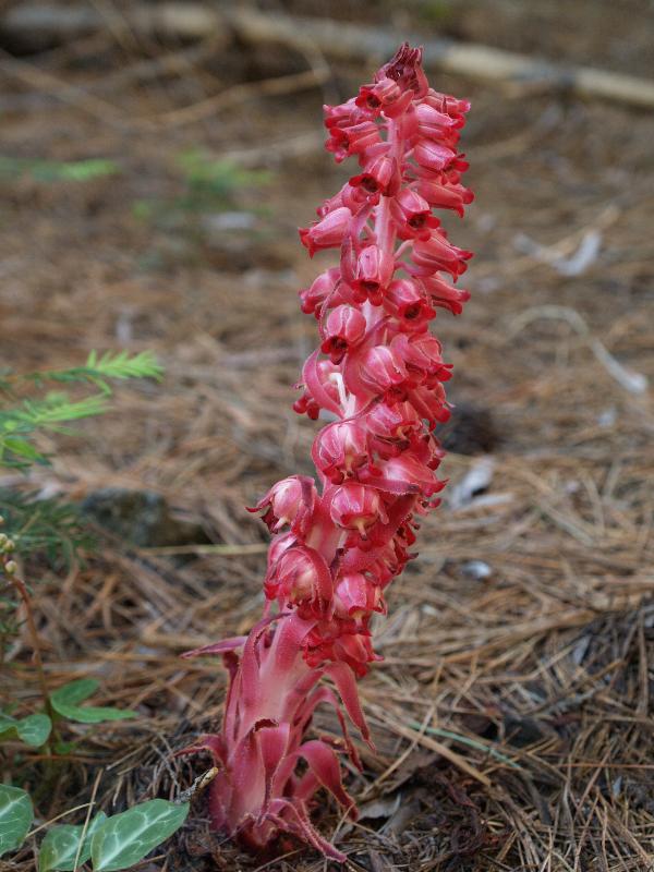 Yosemite National Park, California (CA): Mariposa Grove: Snow Plant (Sarcodes sanguinea)