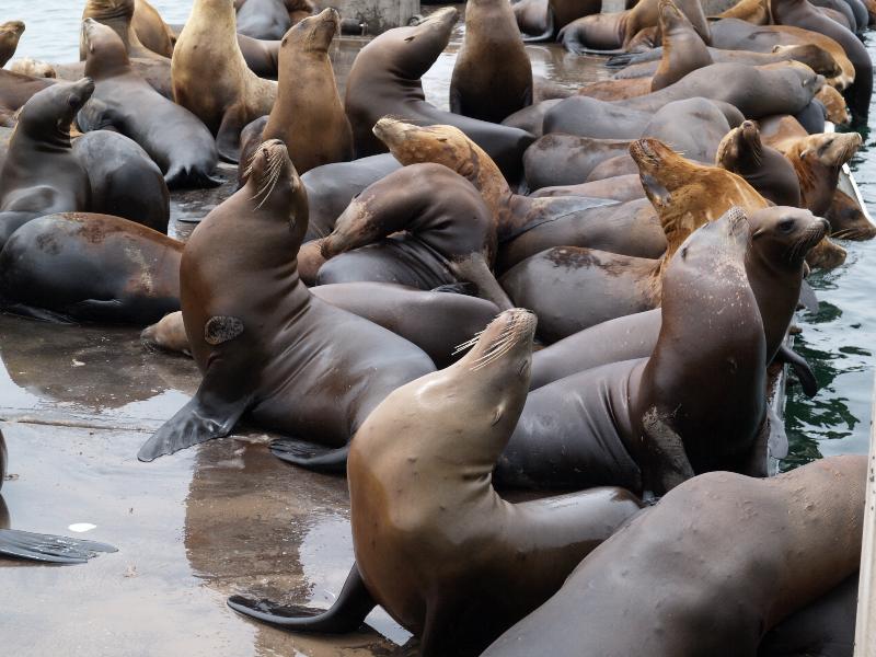 Moss Landing, California (CA): sea lions preening on platform
