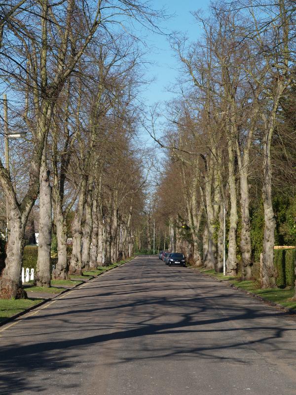 Cambridge, England: Bentley Road: view, early Spring