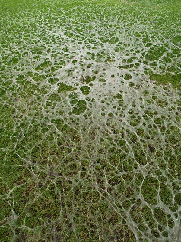 Cambridge, England: Jesus Green: bird-cherry ermine moth caterpillars (Yponomeuta evonymella) nest remains on ground