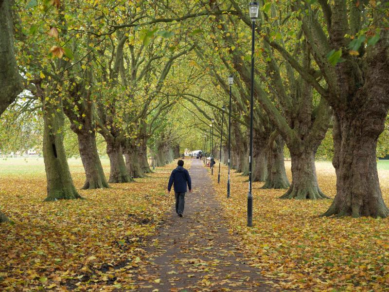 Cambridge, England: Jesus Green: Plane trees (Platanus), autumn