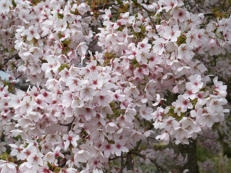 Cambridge, England: Botanic Garden: Yoshino cherry tree (Prunus x yedoensis) blossoms