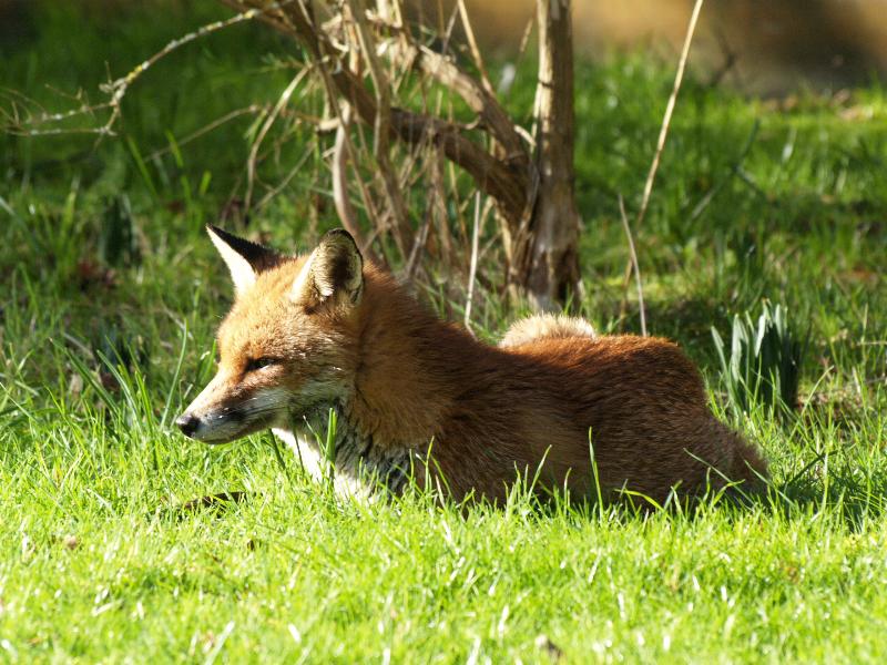Cambridge, England: Roseford Road: suburban fox enjoying his sunny suburban garden