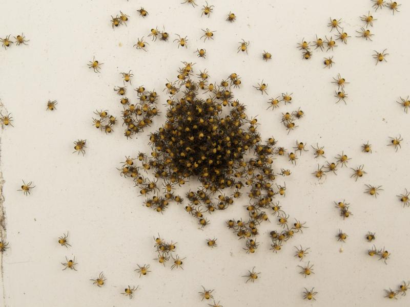 Cambridge, England: Roseford Road: clump of small spiders