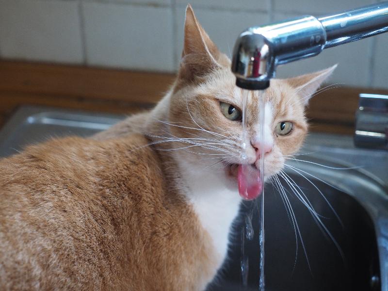 Cambridge, England: Garden Walk: Nancy (the cat) drinking water from tap