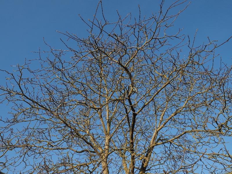 Cambridge, England: Roseford Road: Walnut tree branches