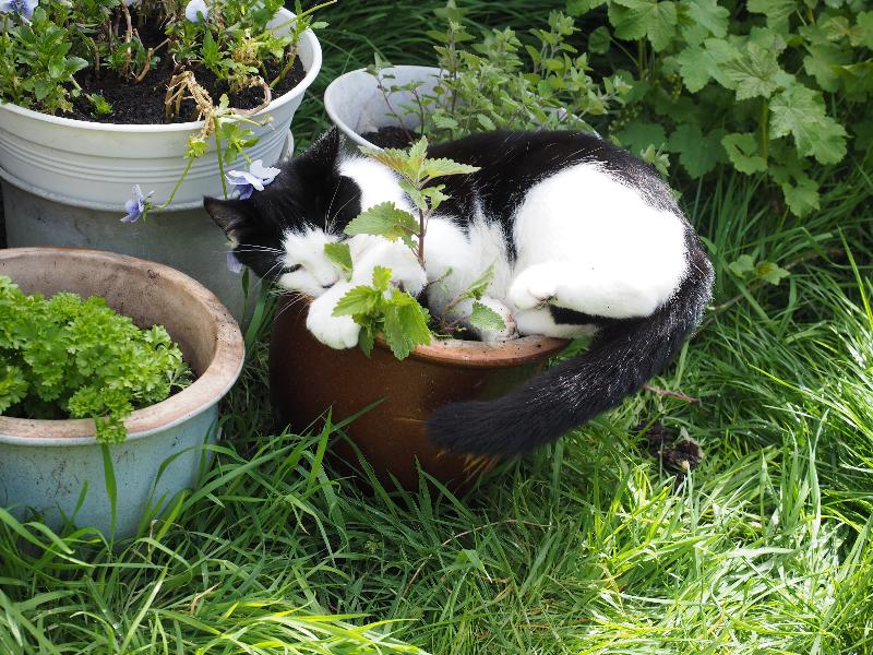Cambridge, England: Roseford Road: Saltie and catnip