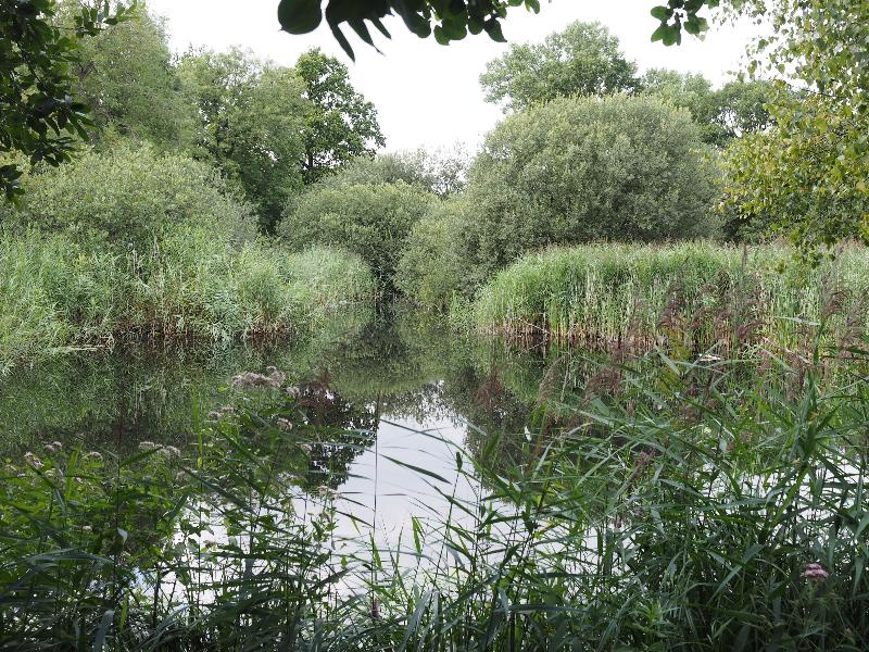 Wicken, England: Wicken Fen: view of pond from hide